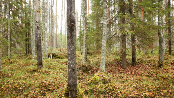 Virvatulen suojelualue