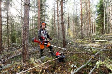 Timo Kauppinen otti syksyn lomaviikon urakaksi noin 25-vuotiaan istutusmännikön ennakkoraivauksen omassa metsässä. ”Joudun koko ajan muistuttaa itseäni kaatamaan puita riittävän rohkeasti. Kirveshän on metsälle parasta lääkettä.”  (Kuvaaja: Sami Karppinen)