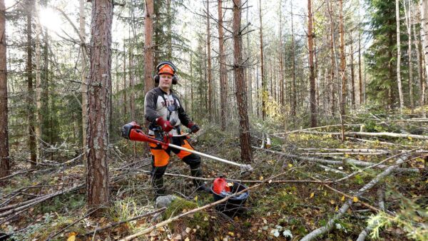 Timo Kauppinen otti syksyn lomaviikon urakaksi noin 25-vuotiaan istutusmännikön ennakkoraivauksen omassa metsässä. ”Joudun koko ajan muistuttaa itseäni kaatamaan puita riittävän rohkeasti. Kirveshän on metsälle parasta lääkettä.”  (Kuvaaja: Sami Karppinen)