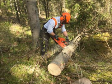 Kirjanpainajien valtaamia kuusia
