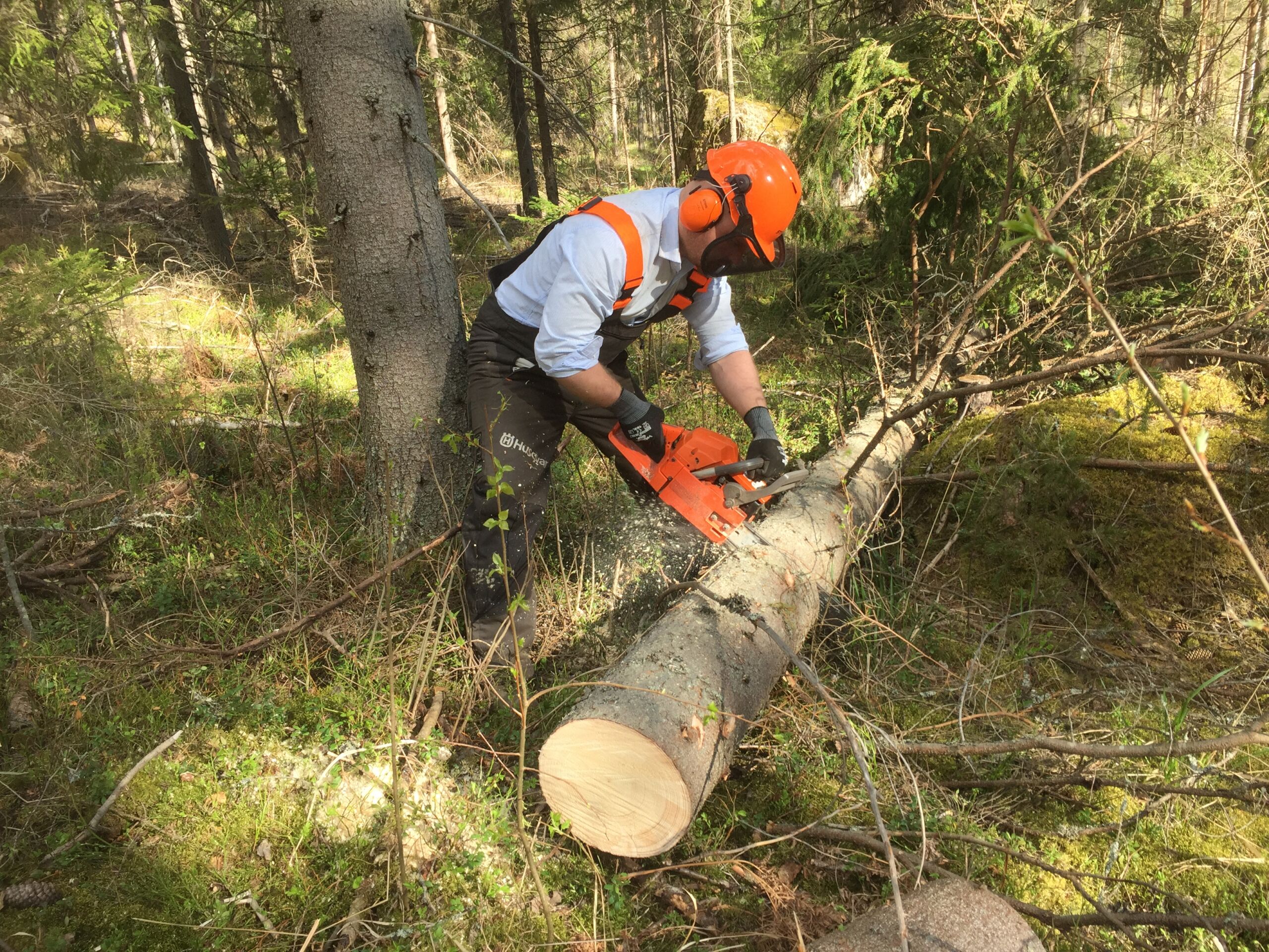 Kirjanpainajapuiden poistaminen hillitsee tuhojen laajenemista