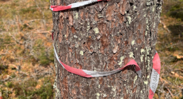 Luontolaki toisi rajoituksia metsätaloudelle, ja kasvua suojelupinta-aloihin, Mikko Riikilä arvioi. (Kuva: Metsälehti)