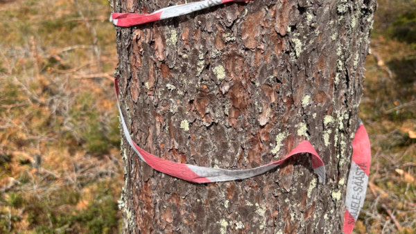 Luontolaki toisi rajoituksia metsätaloudelle, ja kasvua suojelupinta-aloihin, Mikko Riikilä arvioi. (Kuva: Metsälehti)