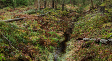 Nykyisellään turvekankaiden ennallistaminen on kuin kunnostuojitus, Annamari Lauren kirjoittaa. (Kuva: Seppo Samuli)