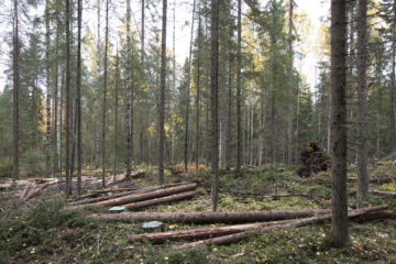 Yleisin epäilty rikkomus oli metsän hakkuu ilman metsänkäyttöilmoitusta. (Kuva: Suomen metsäkeskus)