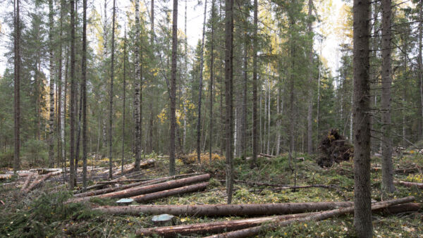 Yleisin epäilty rikkomus oli metsän hakkuu ilman metsänkäyttöilmoitusta. (Kuva: Suomen metsäkeskus)