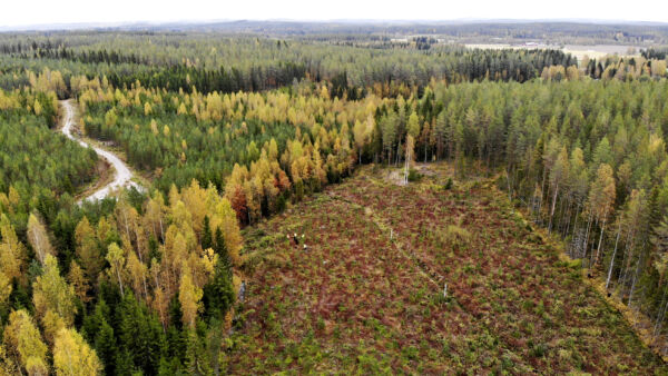 Maanomistaja Juho Vaissin liki kahden hehtaarin varhaisperkauskohde (oik.) hinnoiteltiin tekoälyn avulla. Vaissi sai työlle kiinteän hinnan jo ennen töiden alkua. (Kuvaaja: Sami Karppinen)