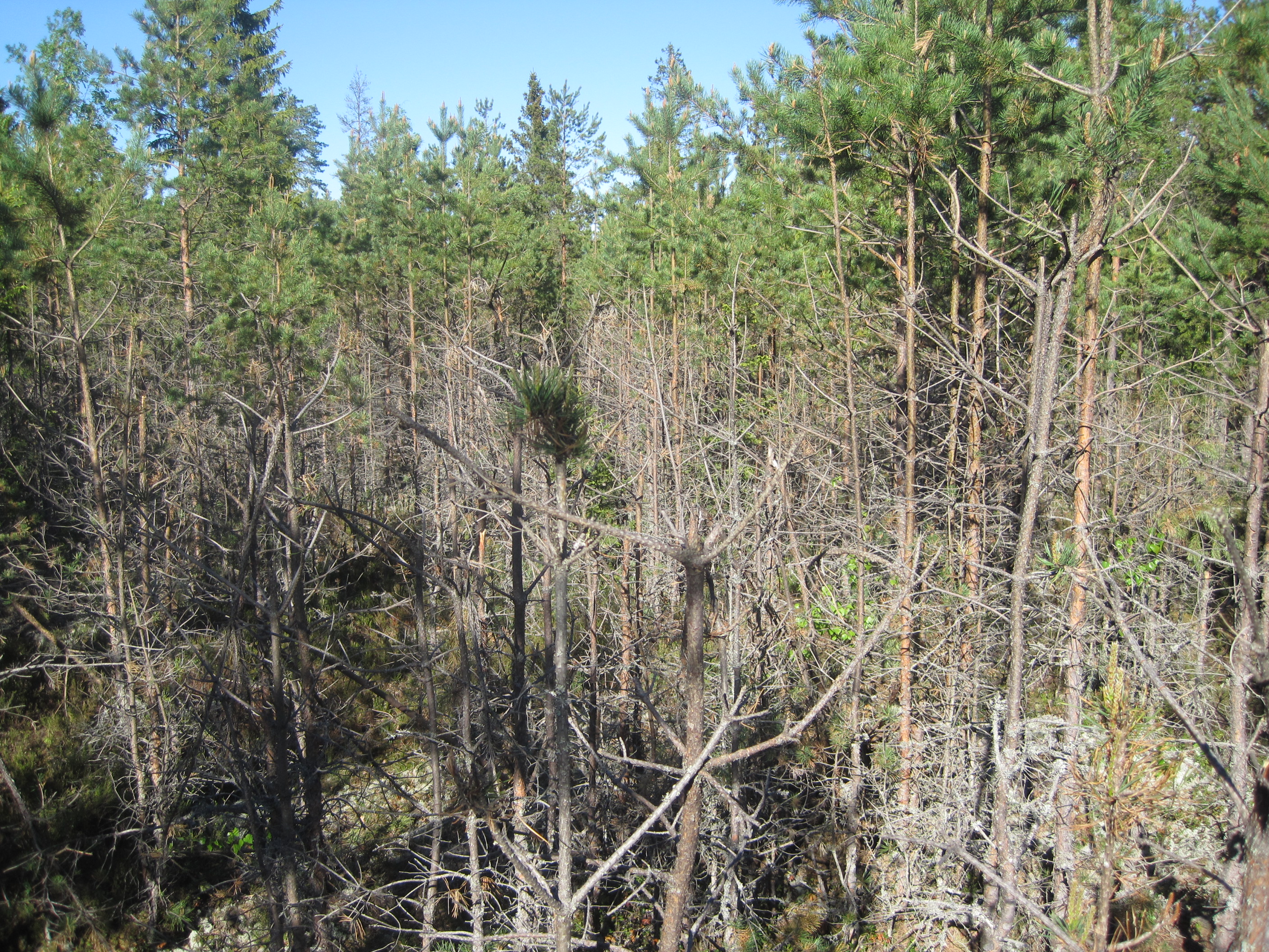 https://www.metsalehti.fi/wp-content/uploads/img0041-dff44416input16o1bhd53rck1562n8b13oa1egnotha.jpg