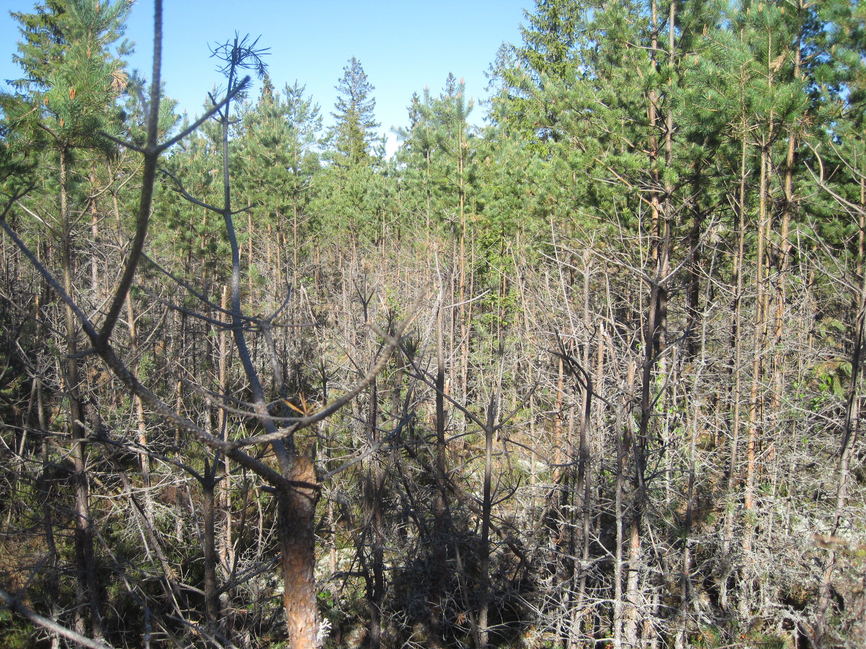 https://www.metsalehti.fi/wp-content/uploads/img0042-dff44416input16o1bhd542sd11qd1ms9ukc9hc120of.jpg