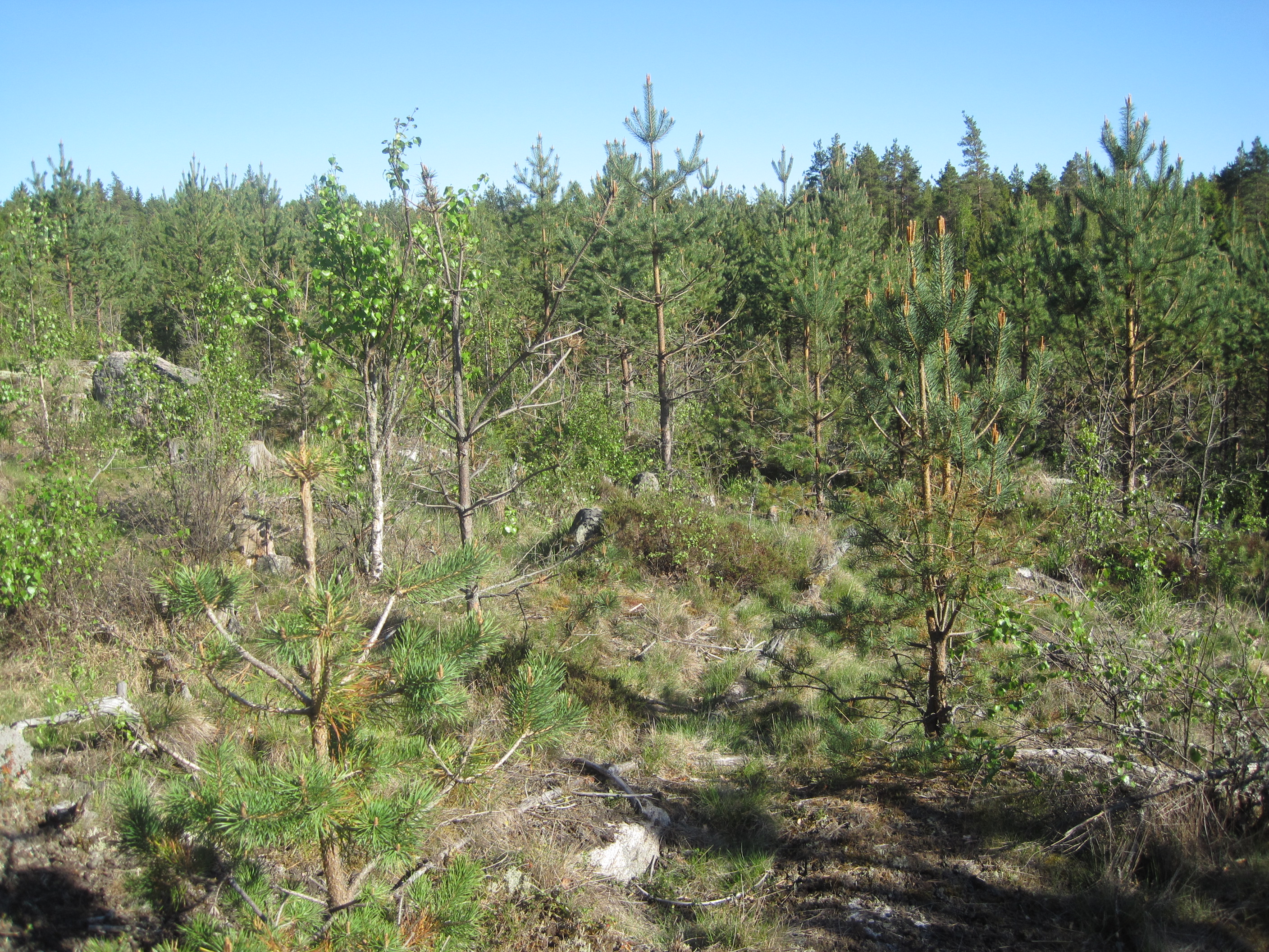 https://www.metsalehti.fi/wp-content/uploads/img0052-dff44416input16o1bhd54a1jrqd19jl1a88loe10u7k.jpg